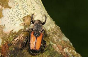 大衛細花金龜 大衛細花金龜