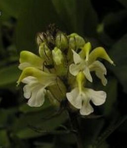 準噶爾馬先蒿 準噶爾馬先蒿