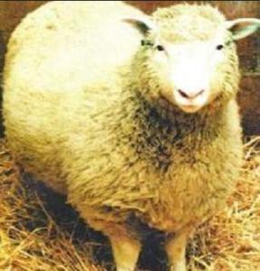 克隆羊多莉