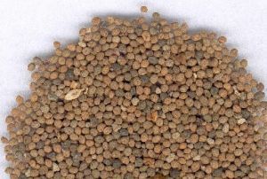 菟絲子丸 菟絲子丸