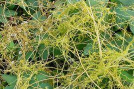 茶菟絲子 茶菟絲子