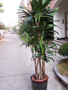 朱蕉類植物
