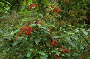 金腺莢蒾 金腺莢蒾