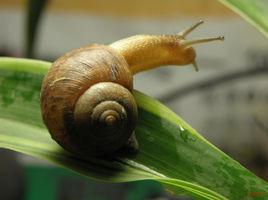 亮大蝸牛 亮大蝸牛