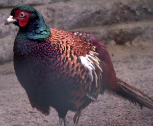 雉雞河北亞種 雉雞河北亞種