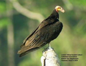 小黃頭美洲鷲 小黃頭美洲鷲