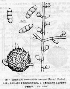 美座附絲殼 美座附絲殼