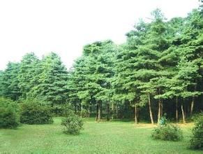 西張莊村 西張莊村