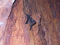 小兜翼蝠 小兜翼蝠