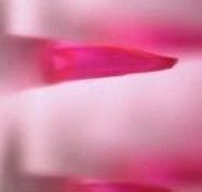 貼布疫苗 貼布疫苗