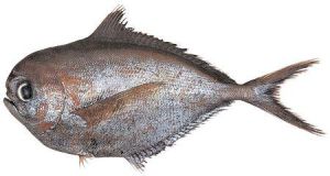 白令棘八角魚 白令棘八角魚