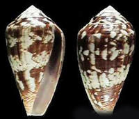 龜賴芋螺 龜賴芋螺