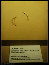 陝西歷史博物館藏獐子牙
