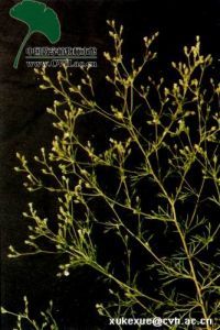 灰毛地薔薇 灰毛地薔薇