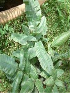 密葉實蕨 密葉實蕨