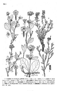 毛藍雪花 毛藍雪花