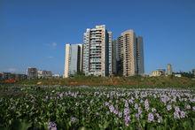 觀音鎮[四川省宜賓市敘州區下轄鄉鎮級行政觀音鎮]