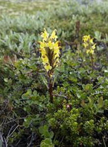 異盔歐氏馬先蒿 異盔歐氏馬先蒿