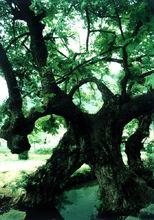 銅陵八景自然風景圖片