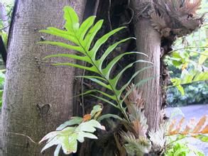 團葉槲蕨 團葉槲蕨