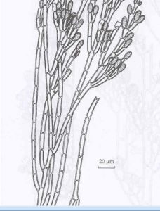 柱形旋體藻 柱形旋體藻