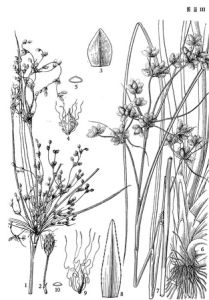 茸球藨草 茸球藨草