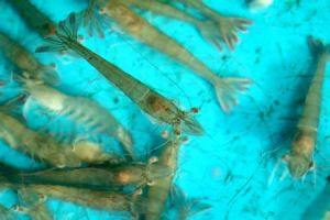 對蝦[渤海所產]