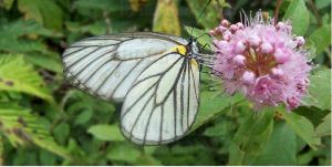 小檗絹粉蝶 小檗絹粉蝶