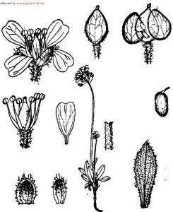喜山葶藶 喜山葶藶