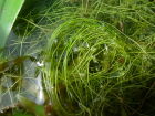 絲葉狸藻
