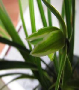 玉質綠蘭 玉質綠蘭