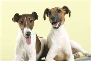 平滑毛獵狐梗犬 平滑毛獵狐梗犬