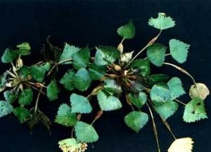 四角矮菱 四角矮菱