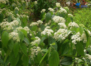 南方莢蒾 南方莢蒾