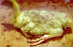 禽呼腸孤病毒感染 禽呼腸孤病毒感染