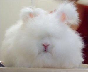 英國安哥拉兔 英國安哥拉兔