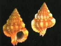 標形鳥唇螺 標形鳥唇螺