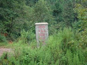 大圍樹村 大圍樹村