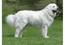 泰托拉牧羊犬 泰托拉牧羊犬