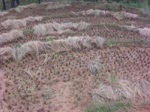 梅子樹自然村[雲南臨滄鎮康縣勐捧鎮丫口村委梅子樹自然村]