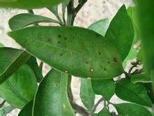 纖細芽枝霉 纖細芽枝霉