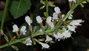 地埂鼠尾草 地埂鼠尾草