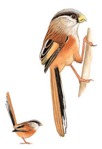 震旦鴉雀 震旦鴉雀