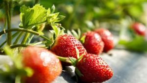 方圓生態奶油草莓園