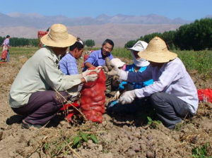 2010年8月，查乾屯格鄉孟克圖布呼村薯農邵偉正樂呵呵地採收自家的