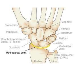 拇指腕掌關節 拇指腕掌關節