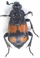 埋葬甲科 埋葬甲科