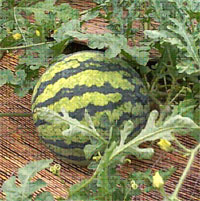 太谷西瓜 太谷西瓜