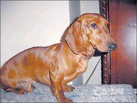 德國純種臘腸狗 德國純種臘腸狗