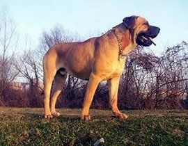 巴西非勒 巴西非勒